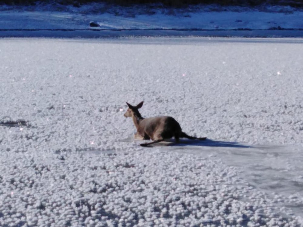 В Ростовской области сотрудникам МЧС удалось спасти оленёнка, застрявшего на льду утром 9 января