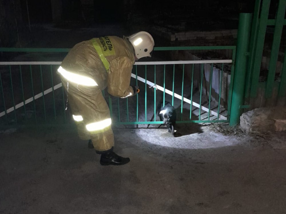 В Ростовской области спасатели вытащили застрявшую из забора собаку