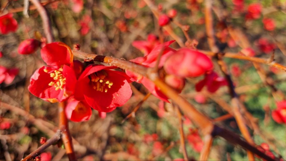 На Черноморском побережье уже весна, там цветет японская айва