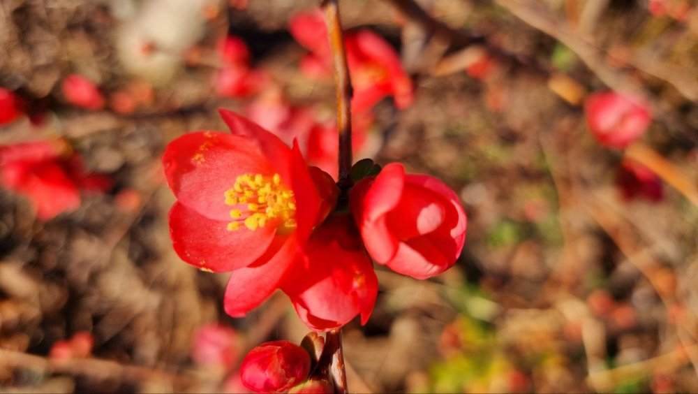 На Черноморском побережье уже весна, там цветет японская айва