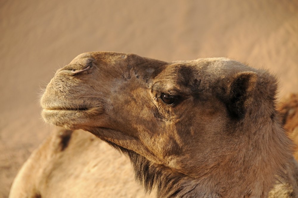 Батайского верблюда, покусавшего мужчину, ветеринары проверят на бешенство