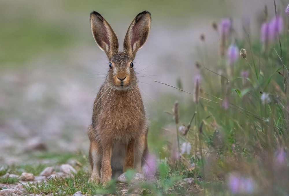 В Ростовской области вину за массовое отравление зайцев возложили на охотников в январе