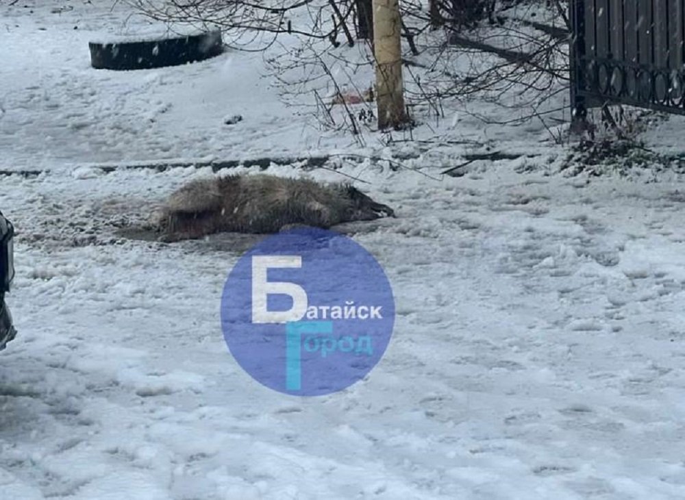 Жители в Батайске заявили о массовом убийстве собак живодерами в феврале