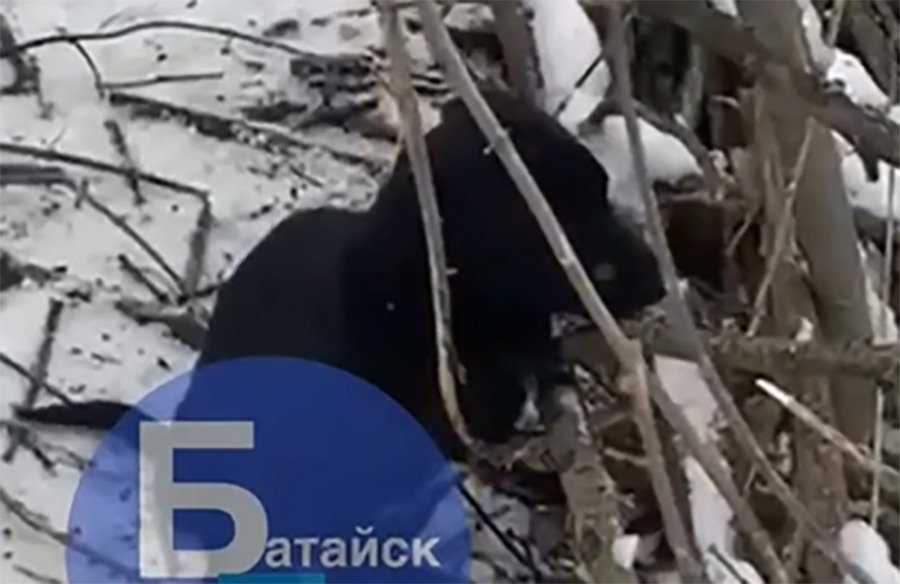 В Батайске неизвестные привязали щенка к дереву и обрекли на верную гибель на морозе