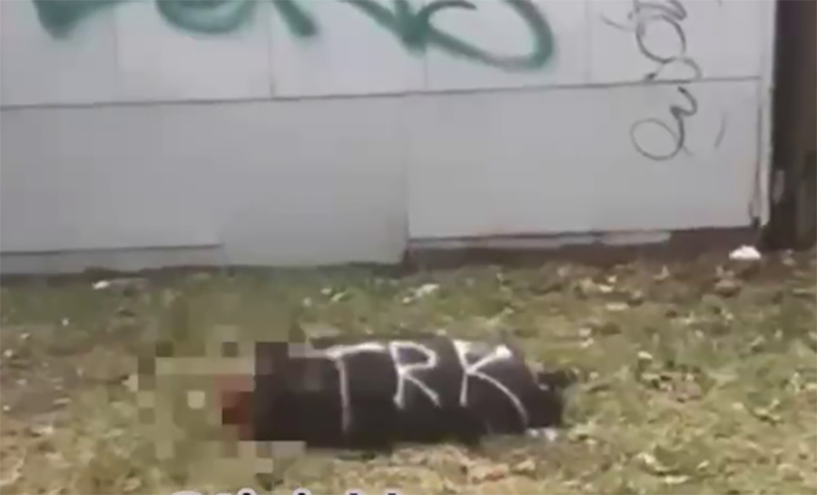 В Краснодаре школьник изобразил на трупе обезглавленной собаки граффити