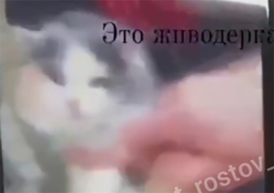 Ростовчанка выложила ролик, на котором её друзья живодеры накуривают кота