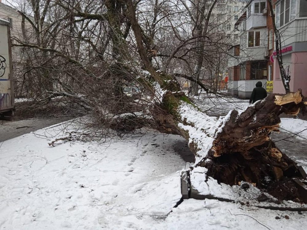 В Ростове большое дерево упало на иномарку на Сельмаше