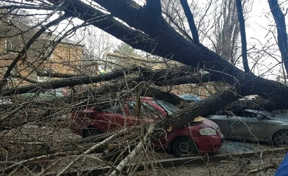 Упавшим деревом раздавило сразу несколько автомобилей в Ростове на ул. Щаденко