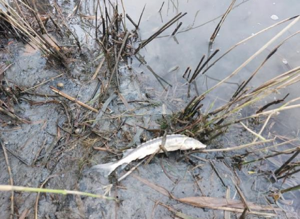 Экологическая катастрофа произошла в Ростовской области из-за массового замора рыбы в балке Осиновой