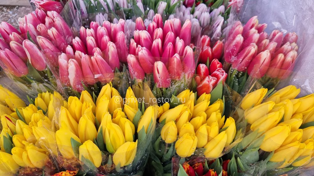 На рынках в Ростове уже начался цветочный ажиотаж. Цена за 1 тюльпан начинается от 70р