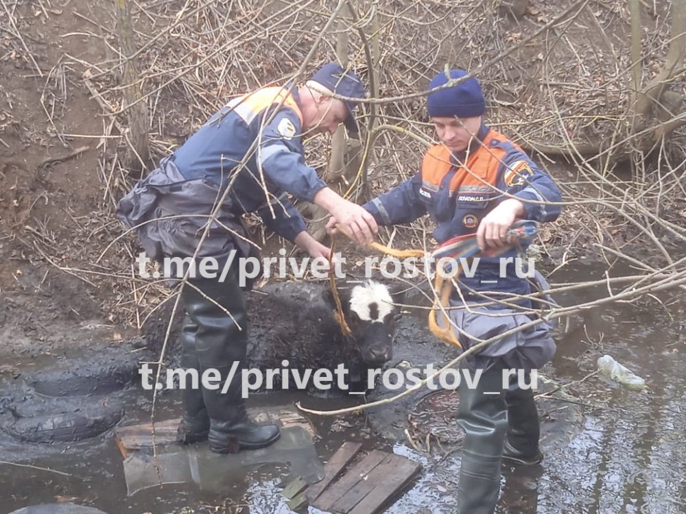Теленка сорвавшегося в 5 метровый дренажный канал спасли в Ростовской области днем 7 марта