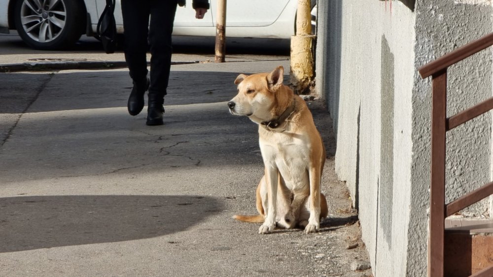 Житель из Ростова-на-Дону публикует в Сети видео с издевательствами над собакой и убийствами щенков