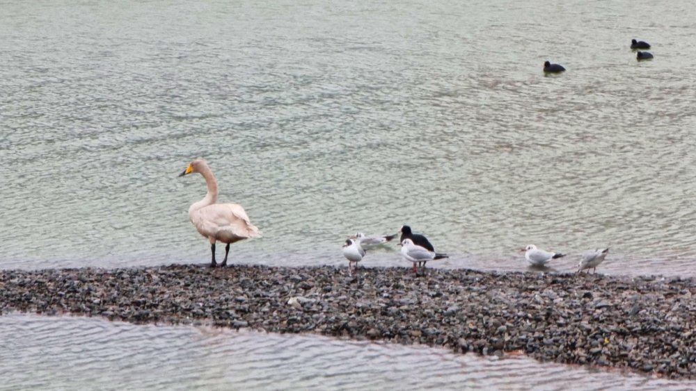 Минприроды выясняет причины массовой гибели уток и лебедей на Дону