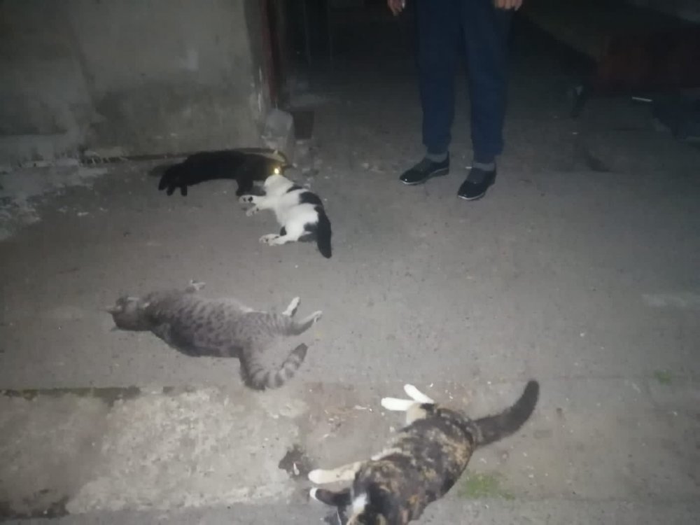 Массовое убийство кошек устроили неизвестные живодеры в Батайске на улице Ворошилова