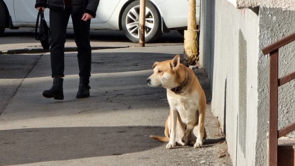 На людей в Ростове-на-Дону массово нападают и атакуют чипированные собаки в марте