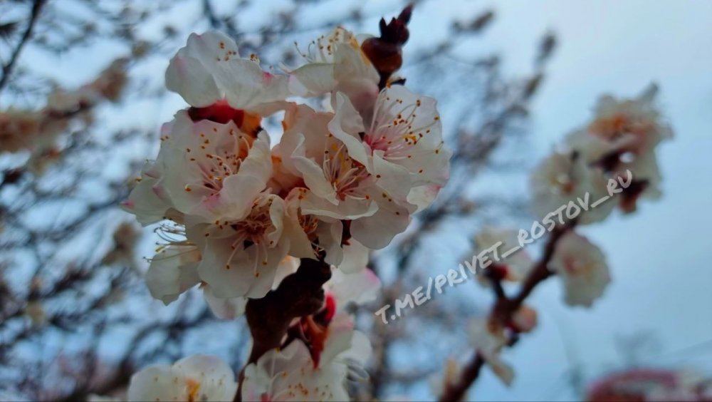 В Ростове уже настоящая весна, начали цвести абрикосы