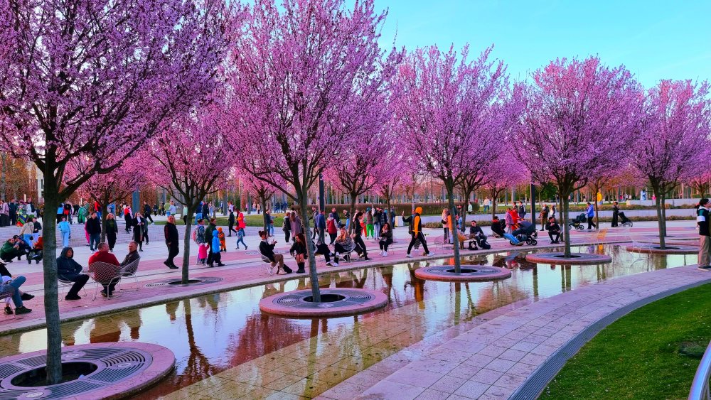 Цветение сливы в парке Галицкого в Краснодаре. Шок от красоты!