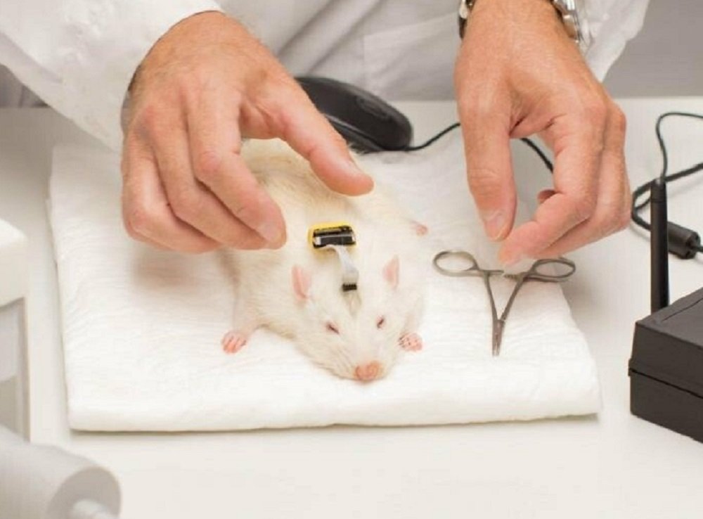 Ростовские учёные вырастили крыс-киборгов, способных смогут учуять взрывчатку и рак