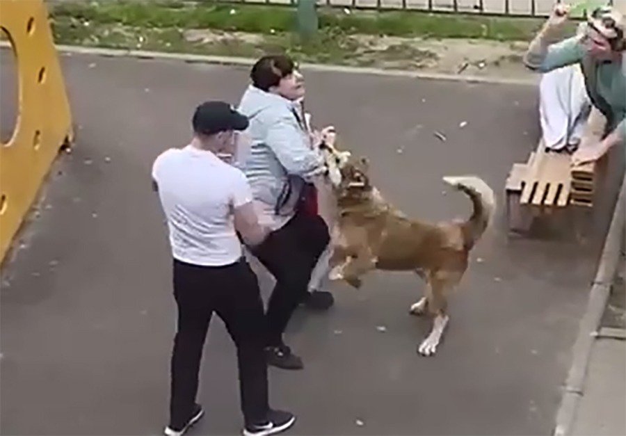 В Новочеркасске уличная собака напала на местную жительницу на детской площадке в апреле