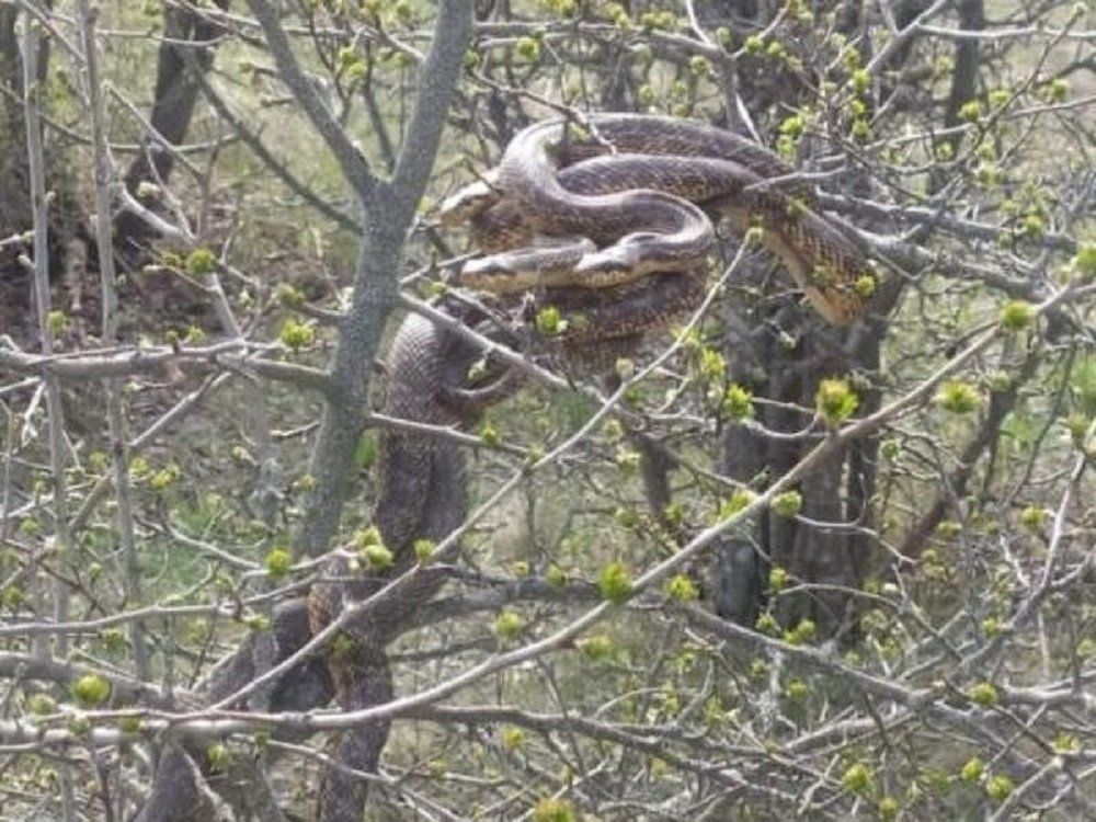 Клубки змей стали массово селиться на деревьях в Ростовской области в апреле