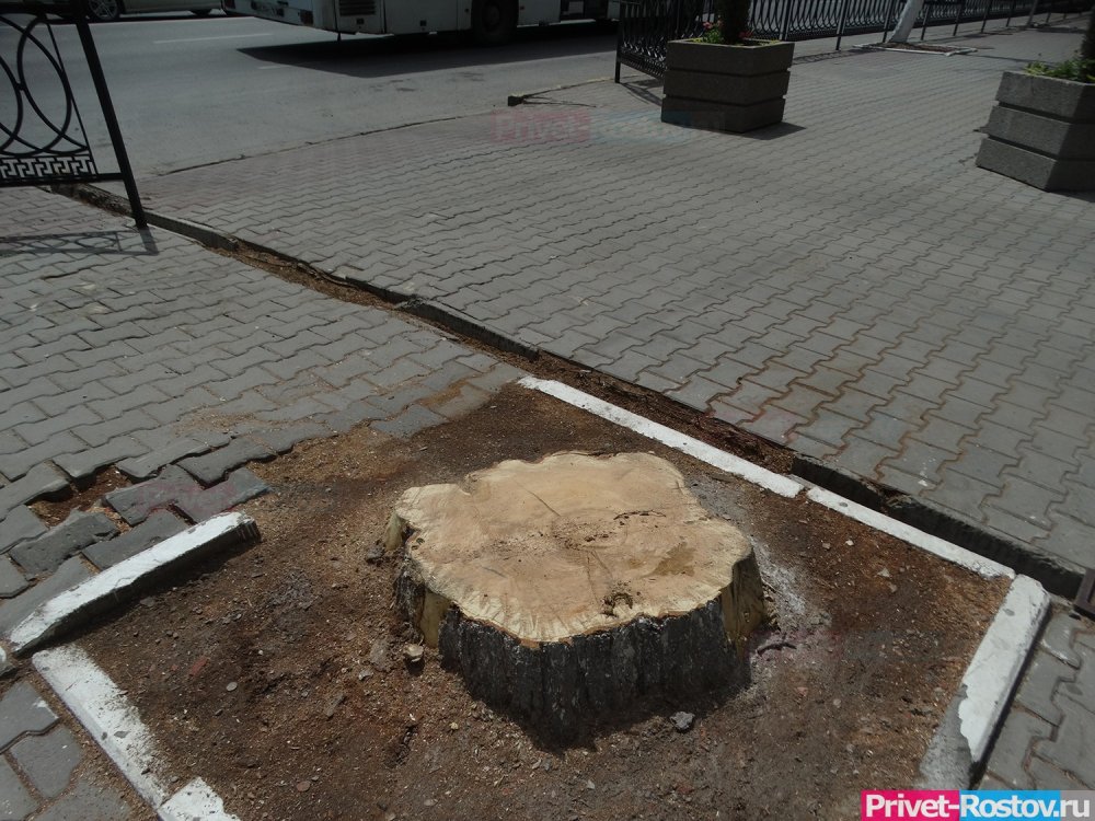 Застройщик: власти в Ростове перестарались с защитой деревьев «по чьей-то дури»