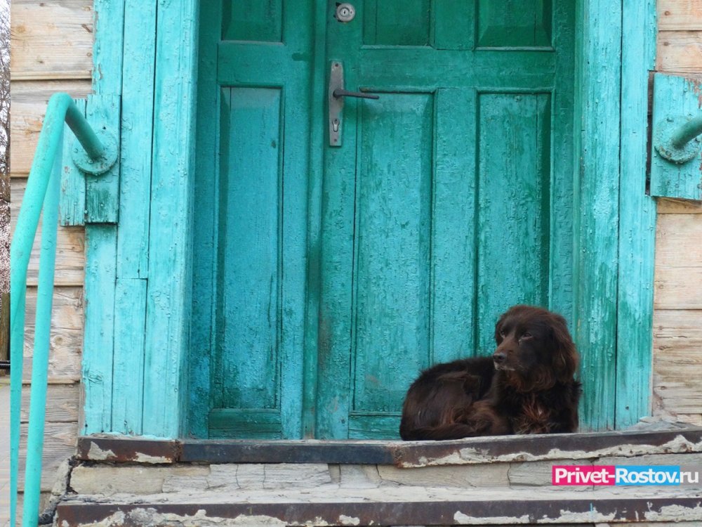 Объявить охоту на 435 бездомных собак планируют в 2023 году в Ростове-на-Дону