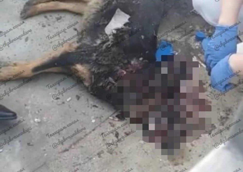 В краснодарском парке «Солнечный остров» нашли двух собак с простреленными головами