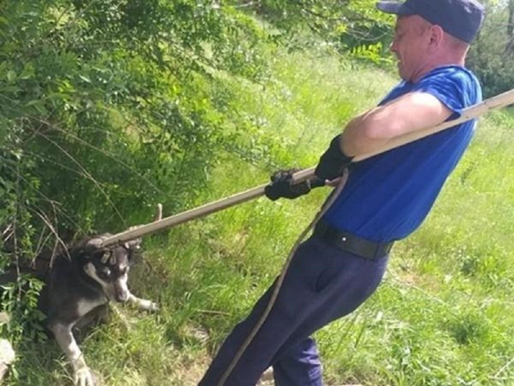 В Ростовской области спасатели достали из глубокого колодца собаку
