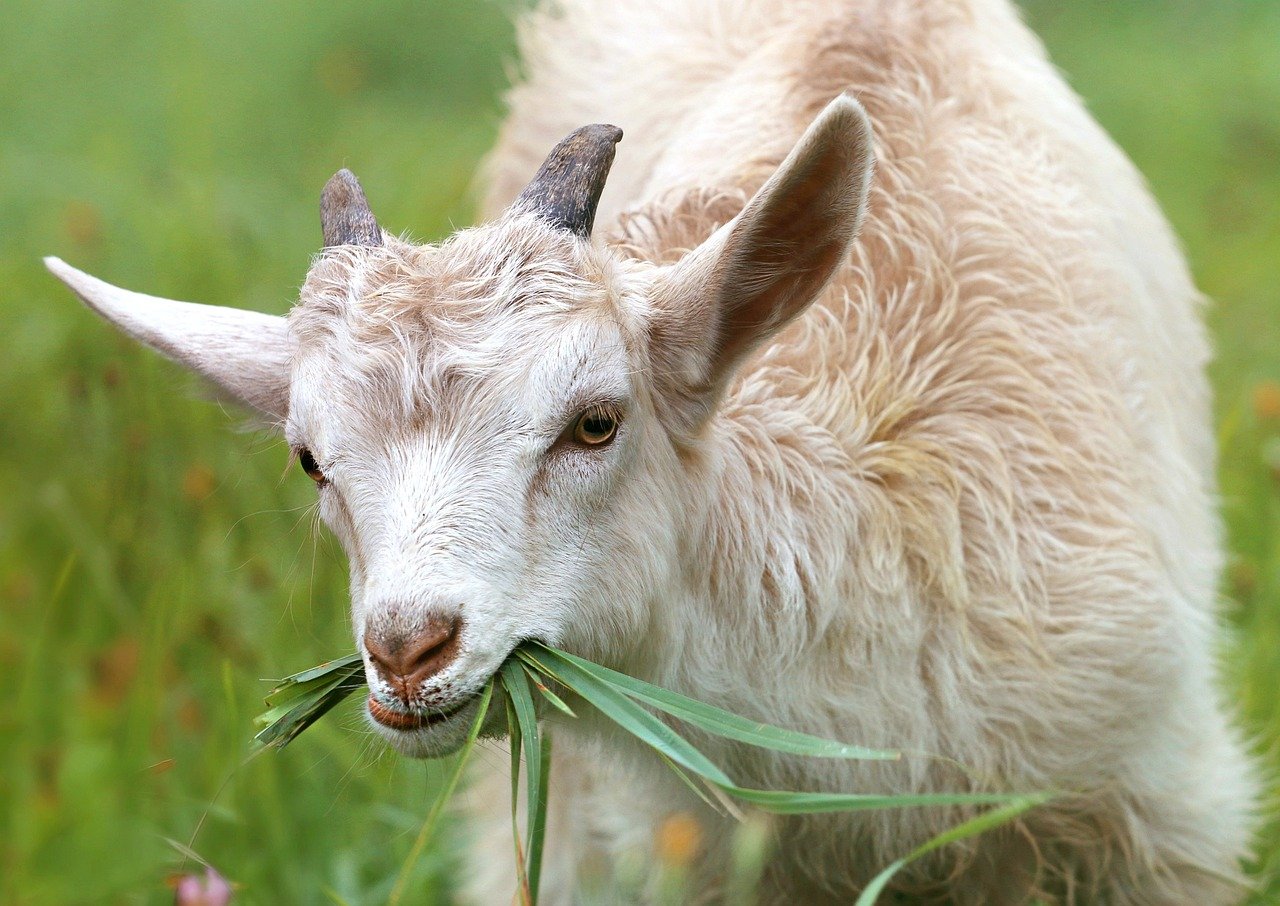 Полетевшая на 12 метров в Ростовской области коза испугалась и была спасена