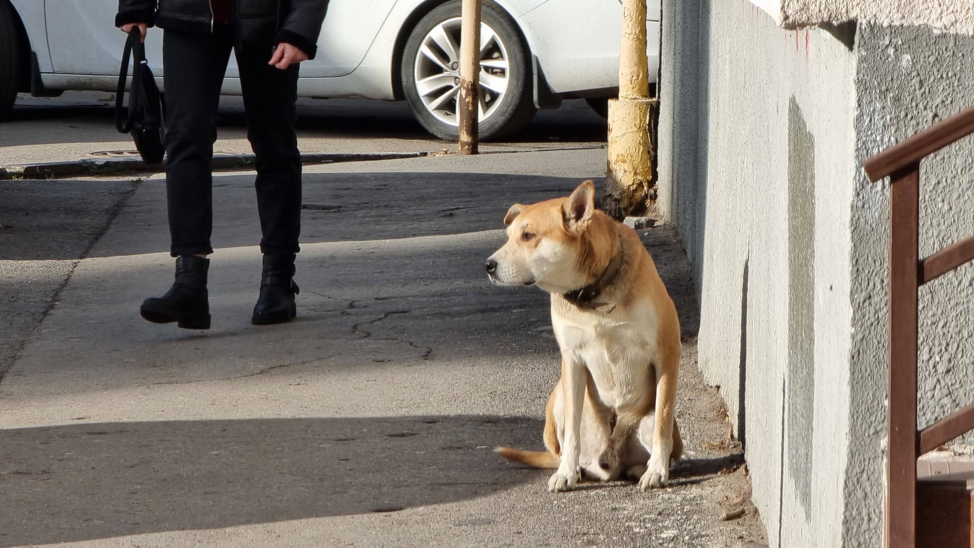 В Ростовской области хотят приравнять самовыгул собак к их выбрасыванию и штрафовать хозяев 