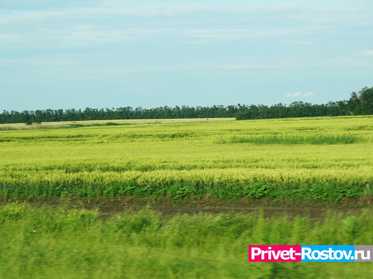 В Ростовской области в 2023 году из-за санкций не смогли продать более 2,6 млн тонн зерна