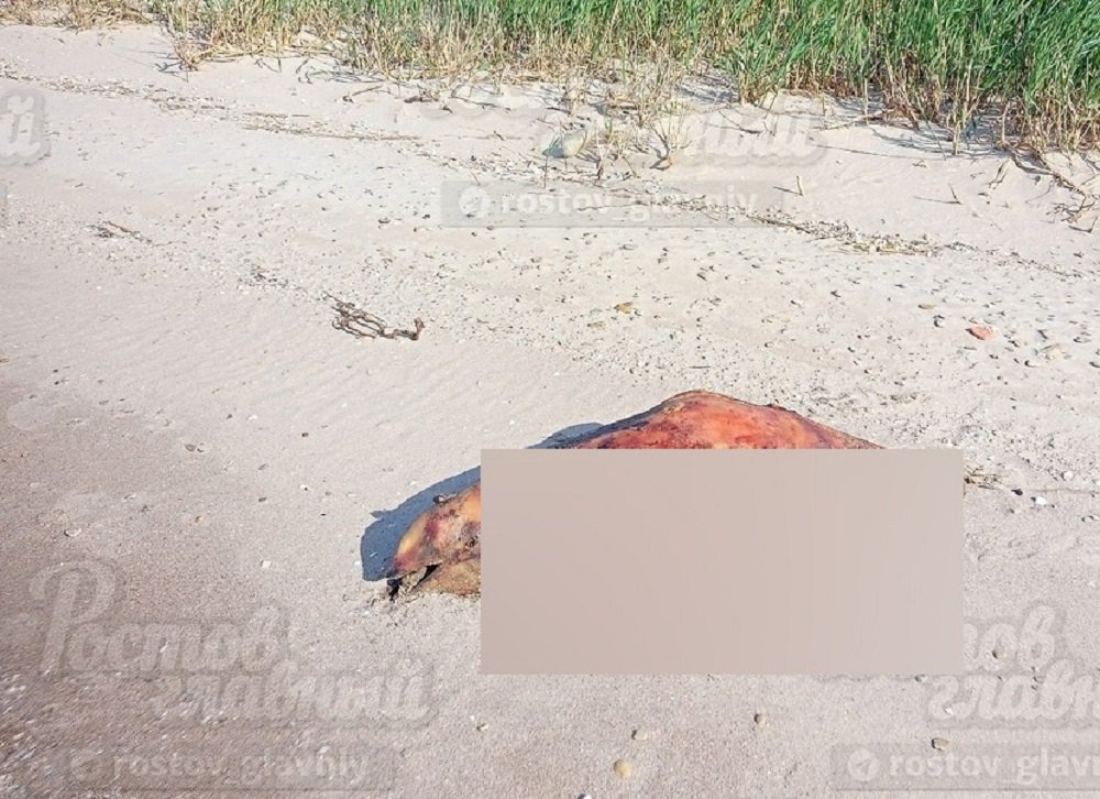 «Как в фильме ужасов»: мертвыми дельфинами усыпан берег Таганрогского залива под Ростовом