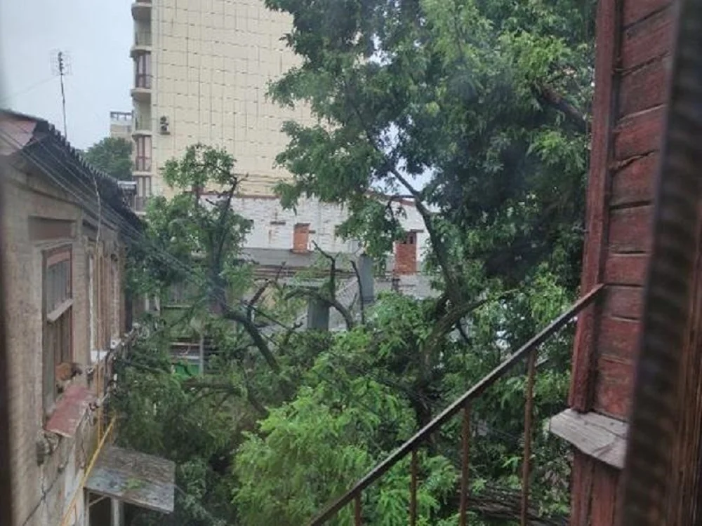 В Ростове сильный ветер повалил дерево, падая оно проломило крышу жилого дома