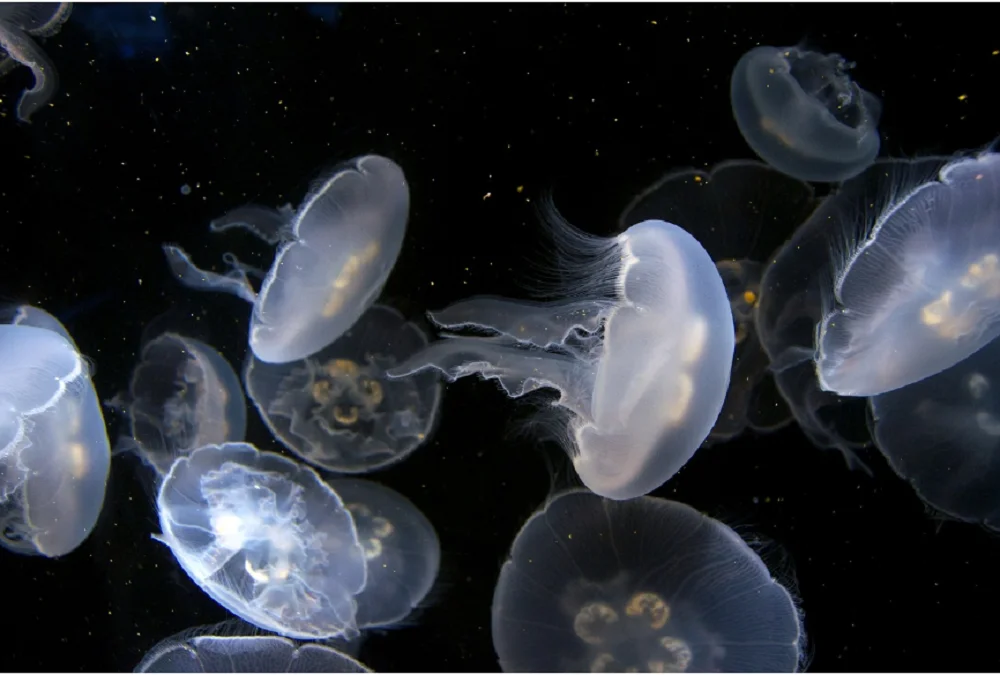 Гигантские медузы начали стаями окружать отдыхающих в Таганрогском заливе