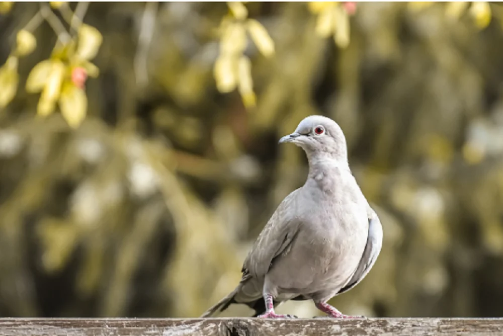 Как лечить пероед у голубей?