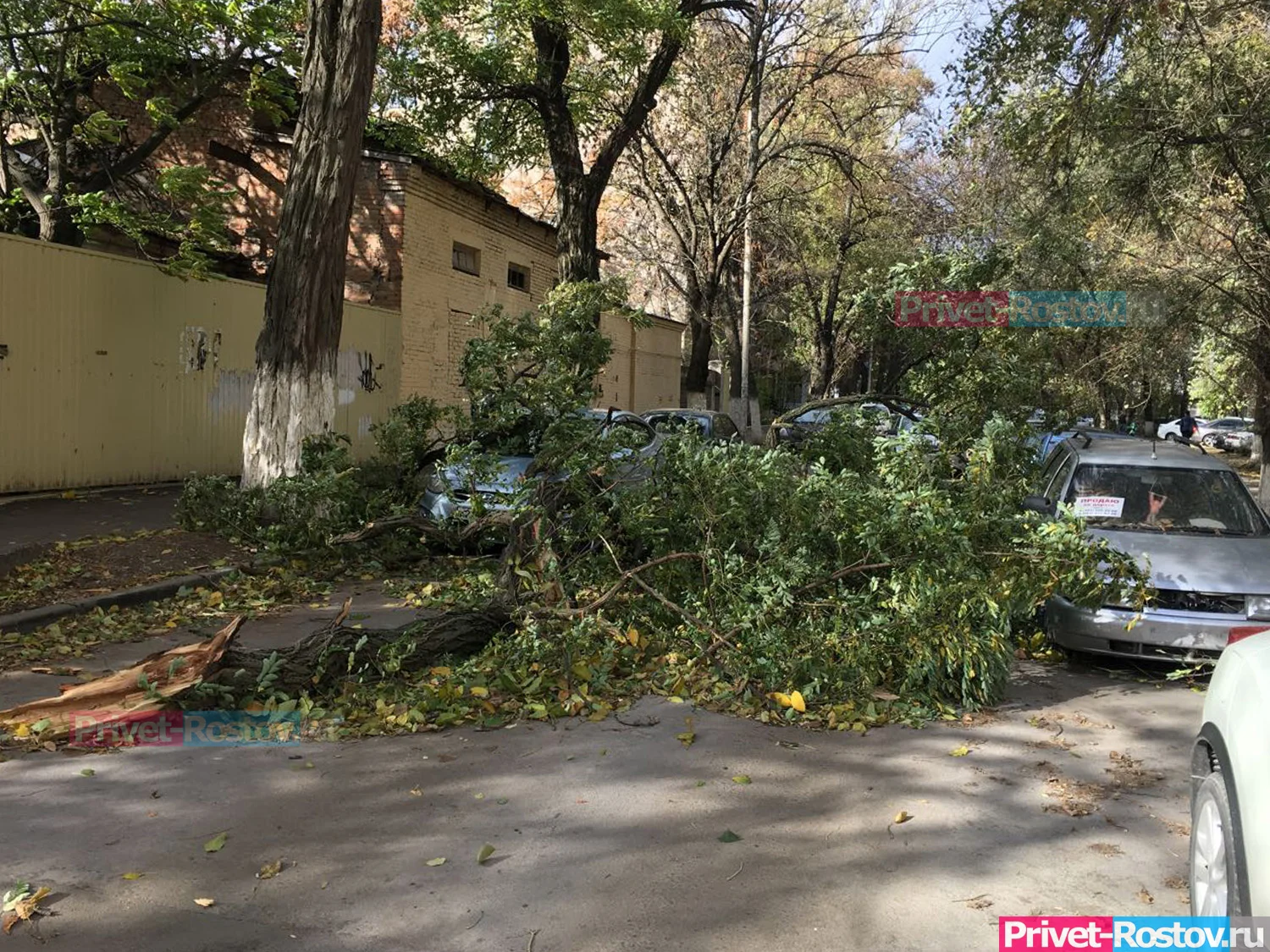 Упавшее на переходном мосту дерево придавило девушку в Ростове-на-Дону утром 12 июля