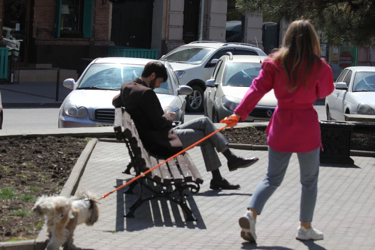 В Ростовской области запретили самовыгул собак и кошек с июля в 2023 году