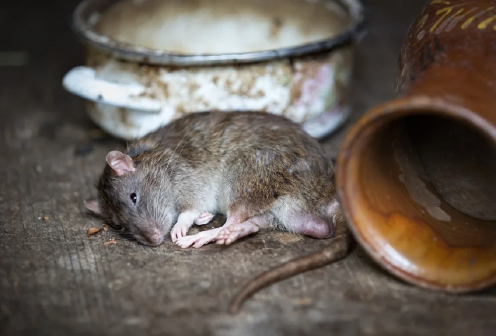 Зоолог Липкович рассказал о нашествии крыс на Ростов и Ростовскую область в 2023 году