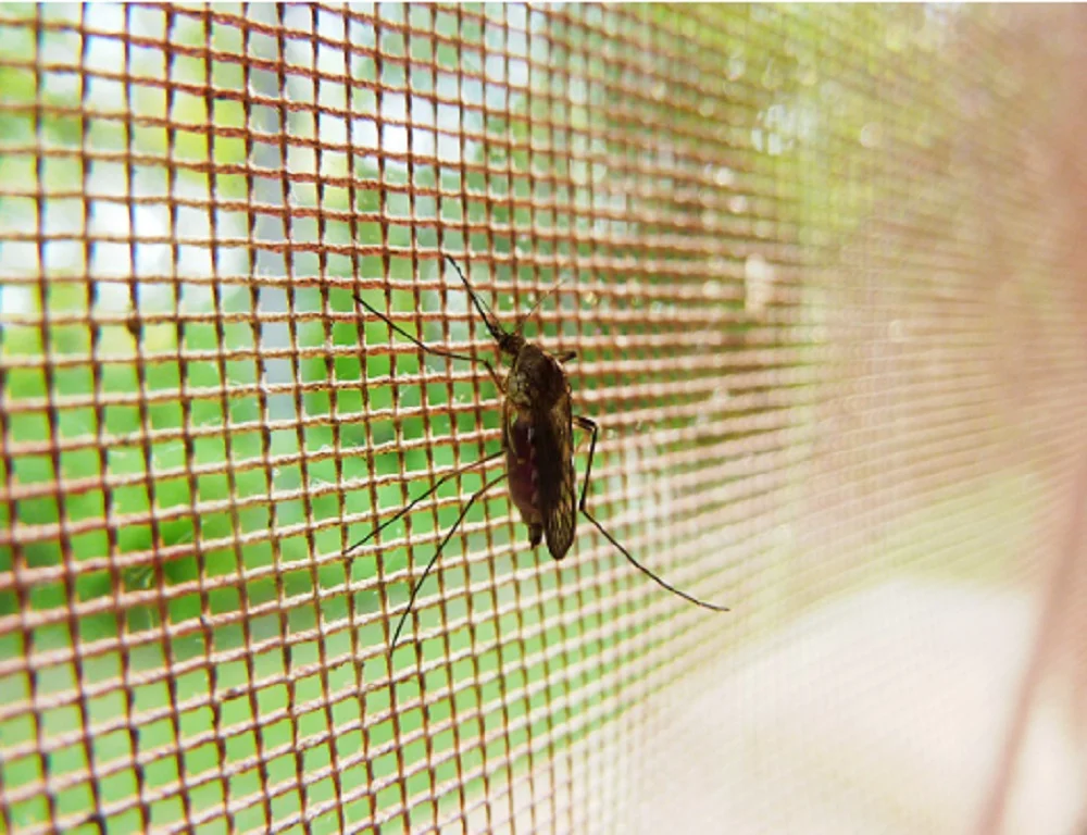 Полчища больших зеленых комаров атаковали Таганрог в сентябре