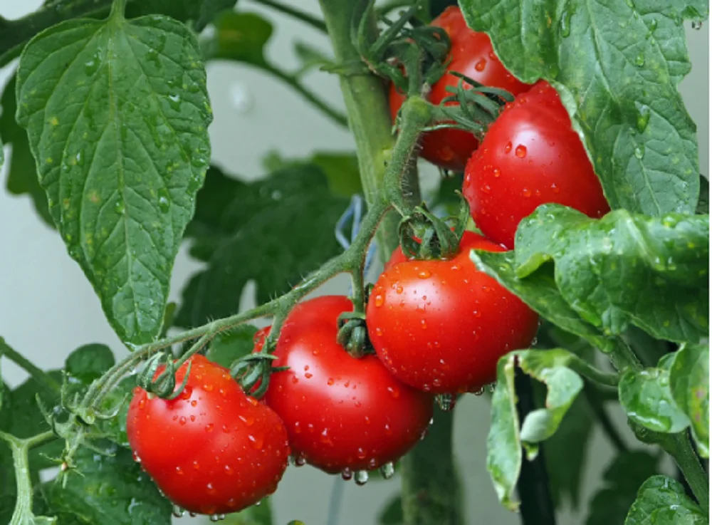Ростовчан удивили выросшие кусты помидоров на асфальте в сентябре