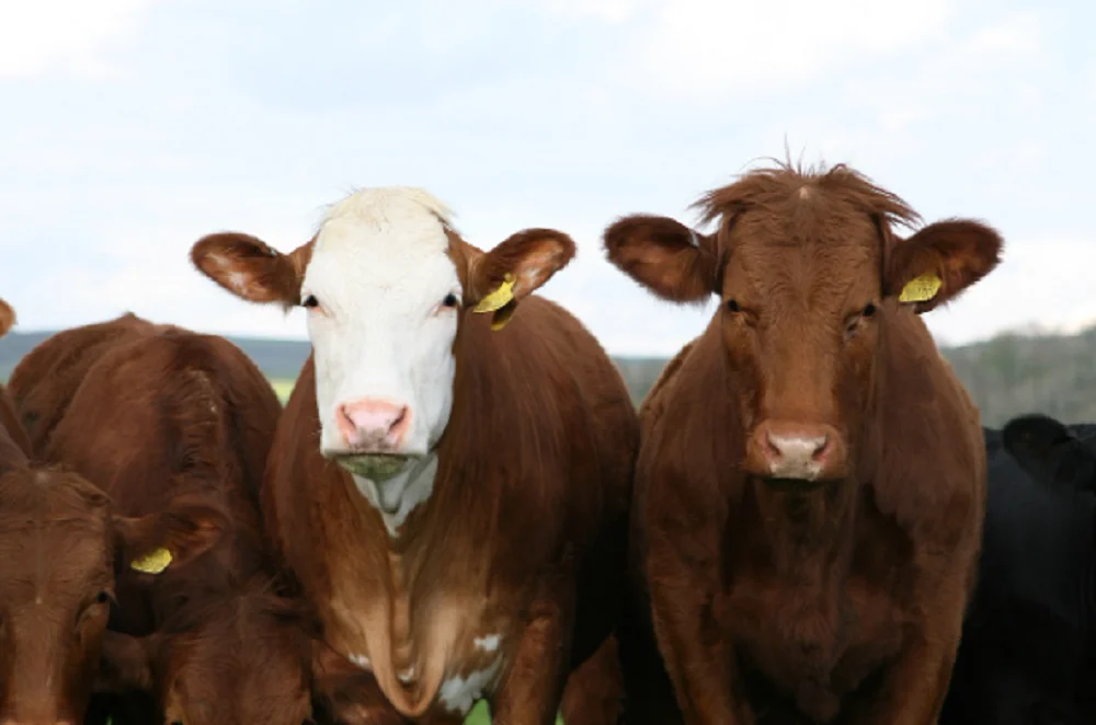 Территорию многоэтажки в Ростовской области захватило стадо коров и коз