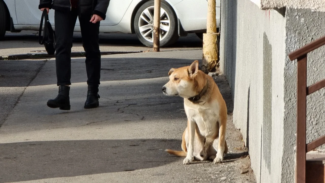 В Ростовской области собака взяла в заложники автобус, выгнав пассажиров и водителя