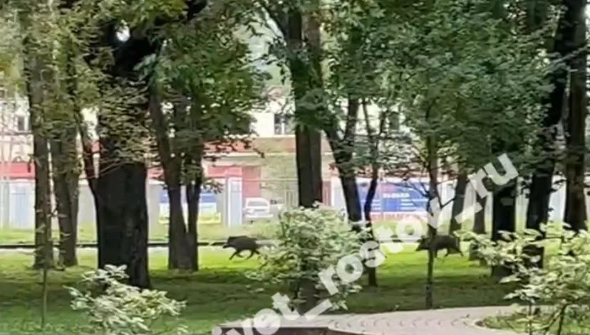 Ростов атаковало стадо диких кабанов‚ людей просят быть осторожными