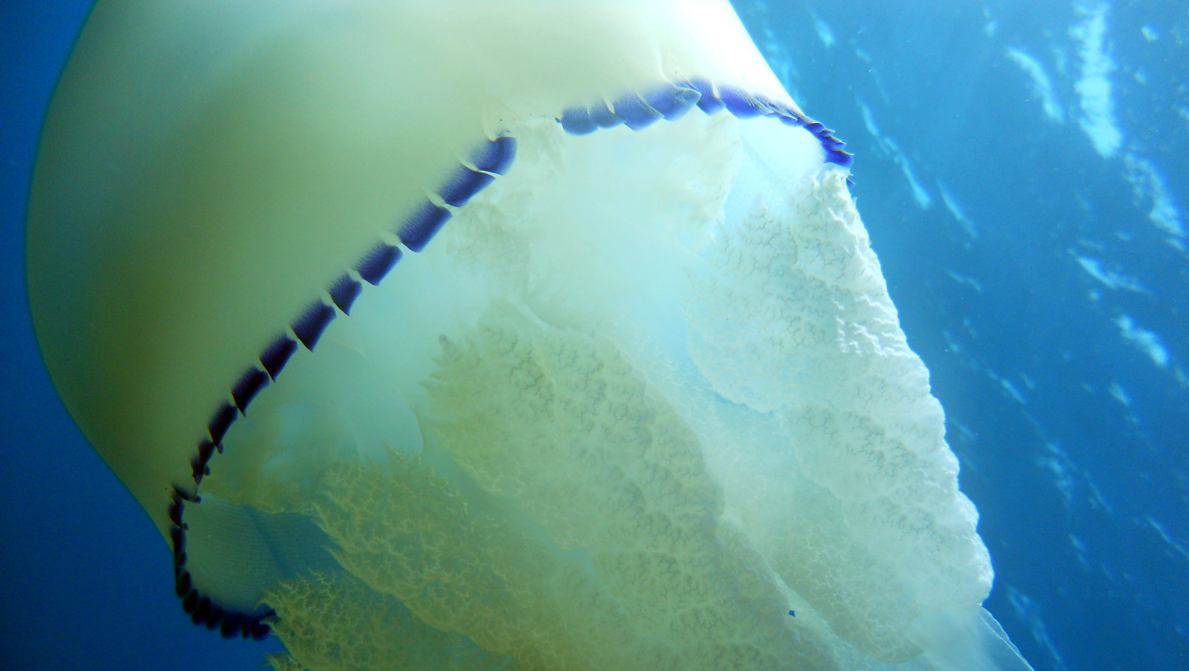 В Ростовской области медузы гигантских размеров угрожают рыбам
