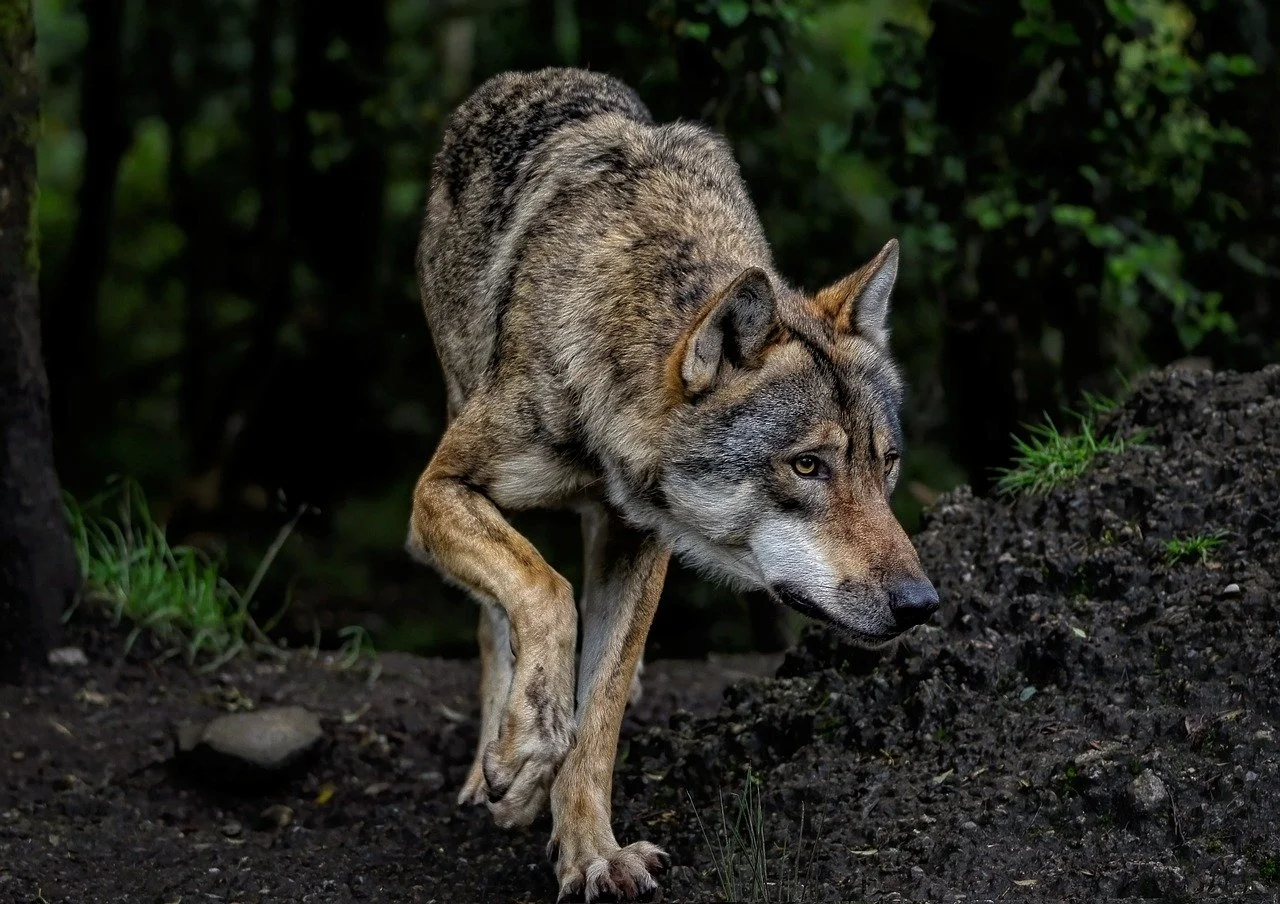 В Азовском районе охотники перехитрили и ликвидировали матерого волка-убийцу