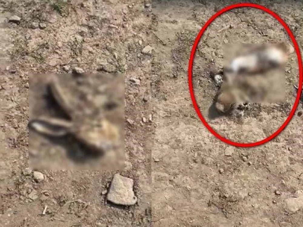 Отрезанные головы, хвосты и лапы: десятки убитых зайцев нашли под Шахтами