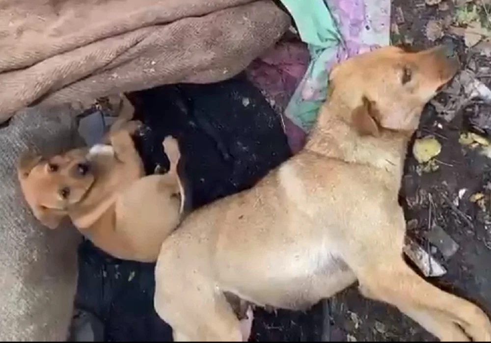 В Шахтах живодеры устроили зверскую расправу над собаками