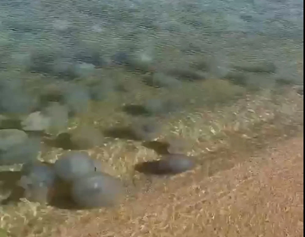 Азовское море заполонили огромные полчища медуз