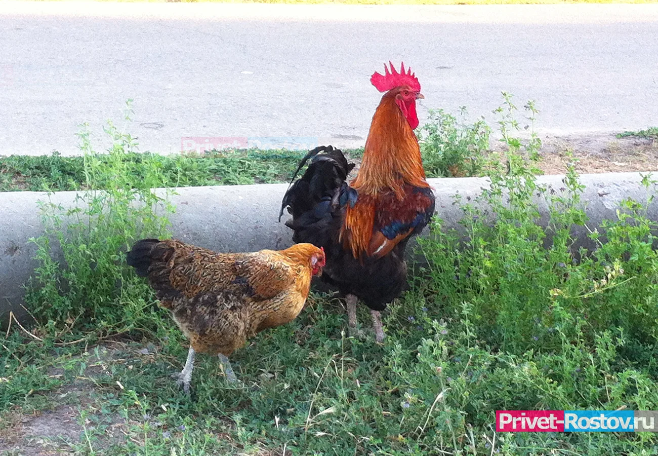 В курице из Ростовской области нашли препарат, вызывающий сильную аллергическую реакцию