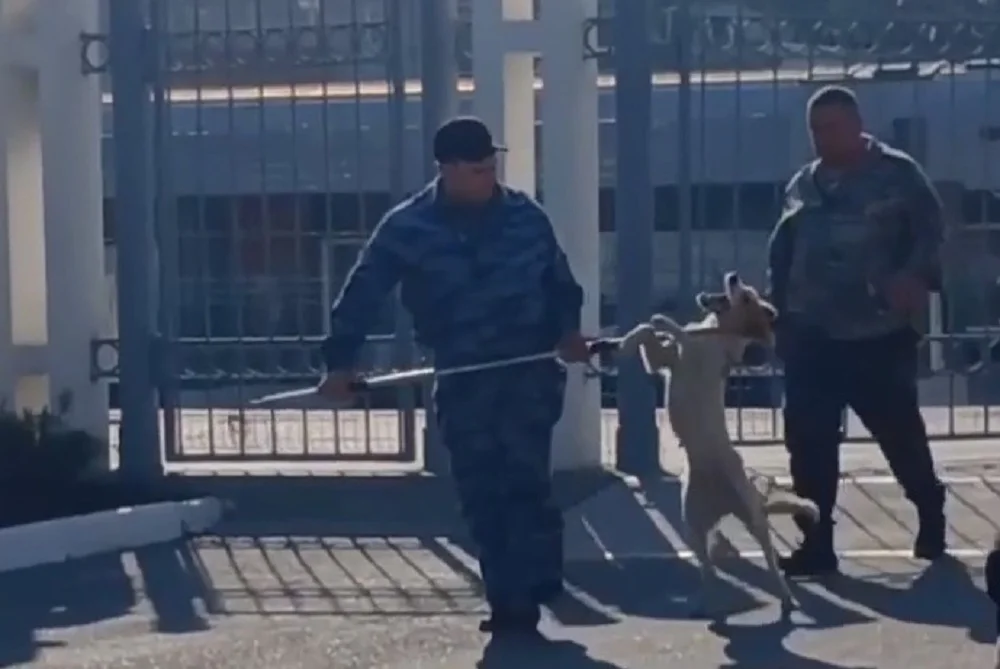 Ростовчане заявили об издевательствах над бродячими животными во время их отлова